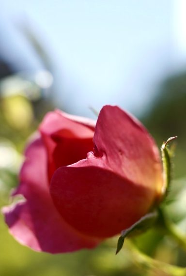Macro Rose